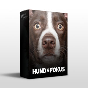 Mini-Kurs: Hund im Fokus