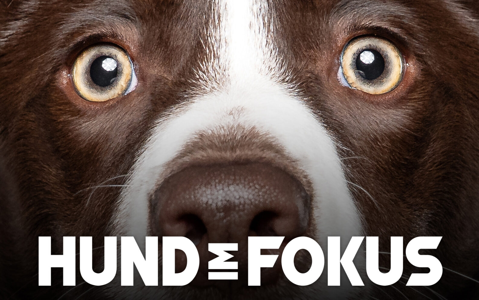 Mini-Kurs: Hund im Fokus