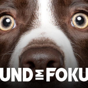 Mini-Kurs: Hund im Fokus